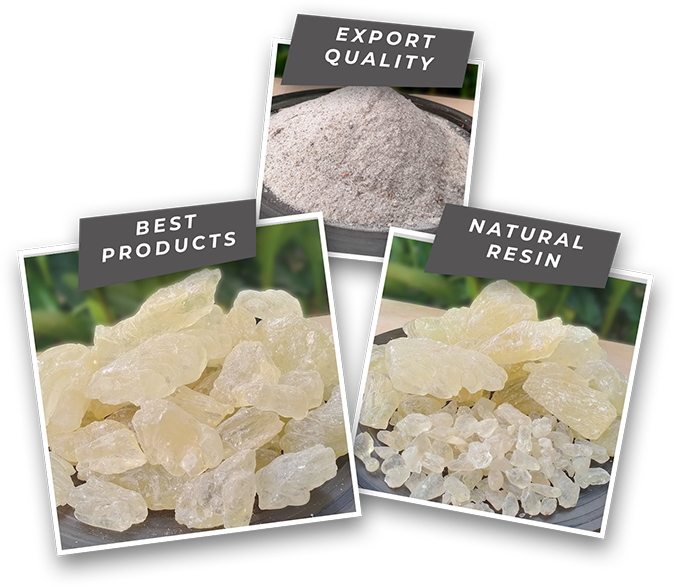 Damar Gum PT Umar Kaya Berkah